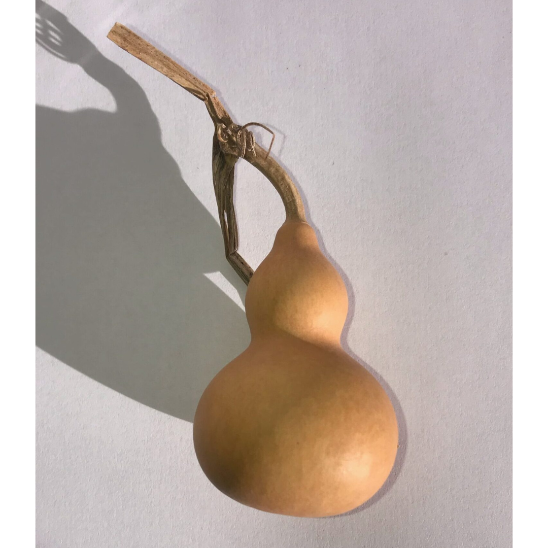 Mini calabaza seca
