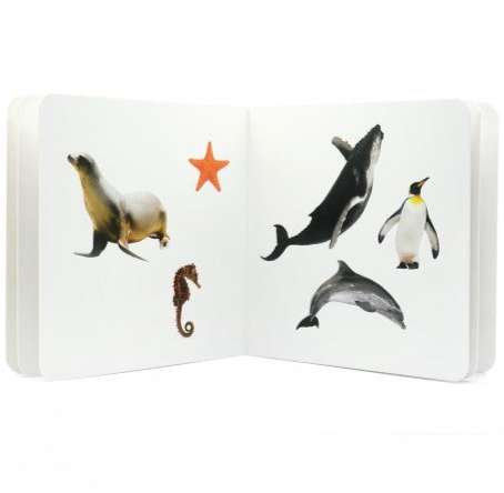 Libro de fotografías Nowordbooks · animales marinos 2