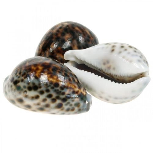 Caracola Cypraea Tigris 6-7cm. - La Chata Merengüela