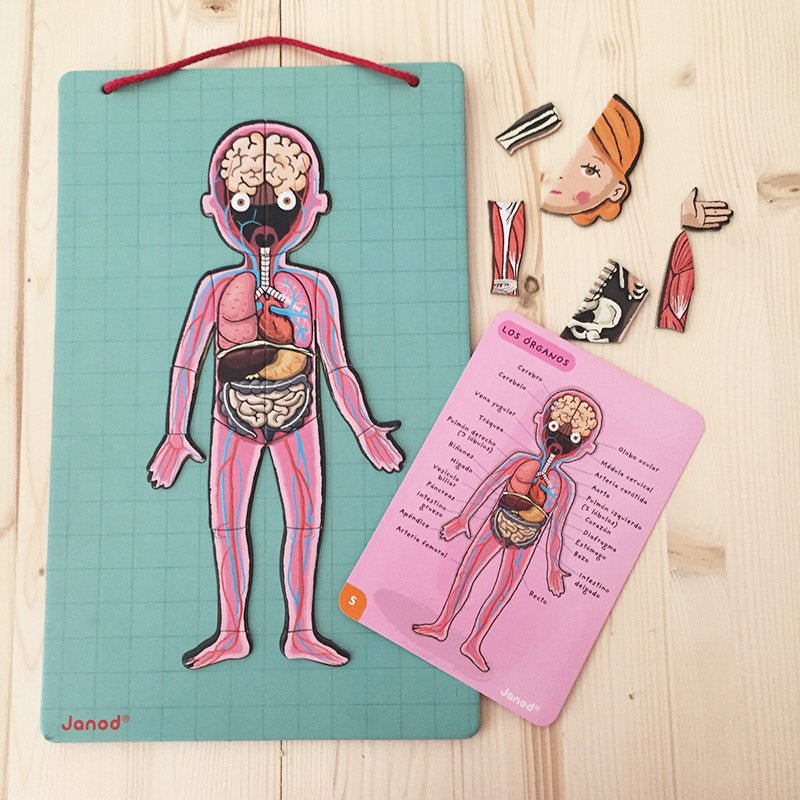 Juego de Anatomía: Bodymagnet - La Chata Merengüela