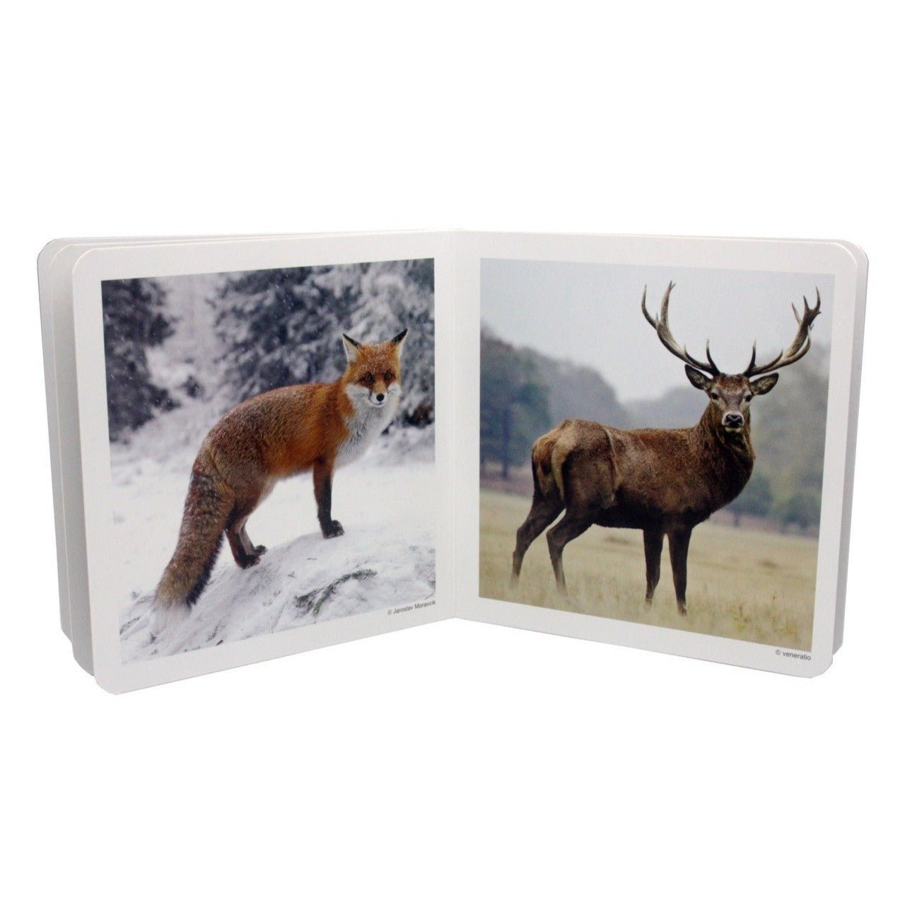 Libro de fotografías Nowordbooks · Animales del bosque - La Chata Merengüela