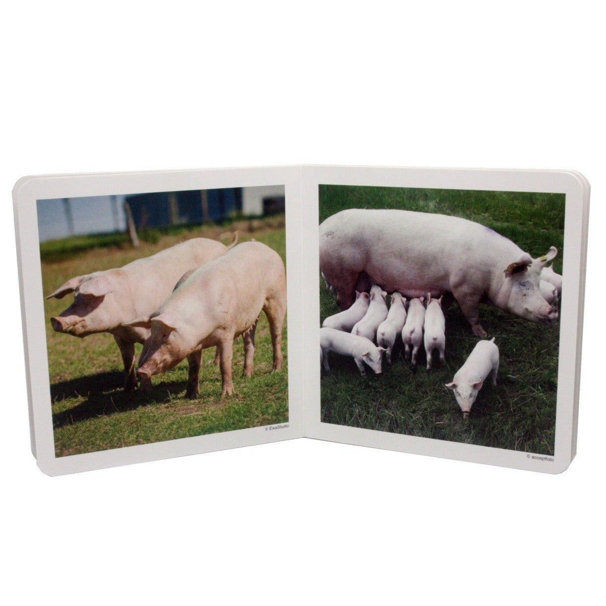 Libro de fotografías Nowordbooks · Animales en familia - La Chata Merengüela