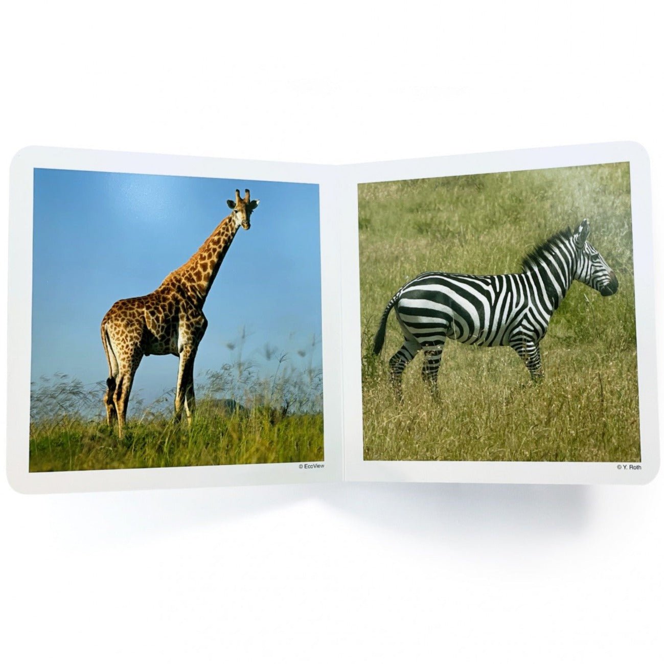 Libro de fotografías Nowordbooks · Animales salvajes - La Chata Merengüela