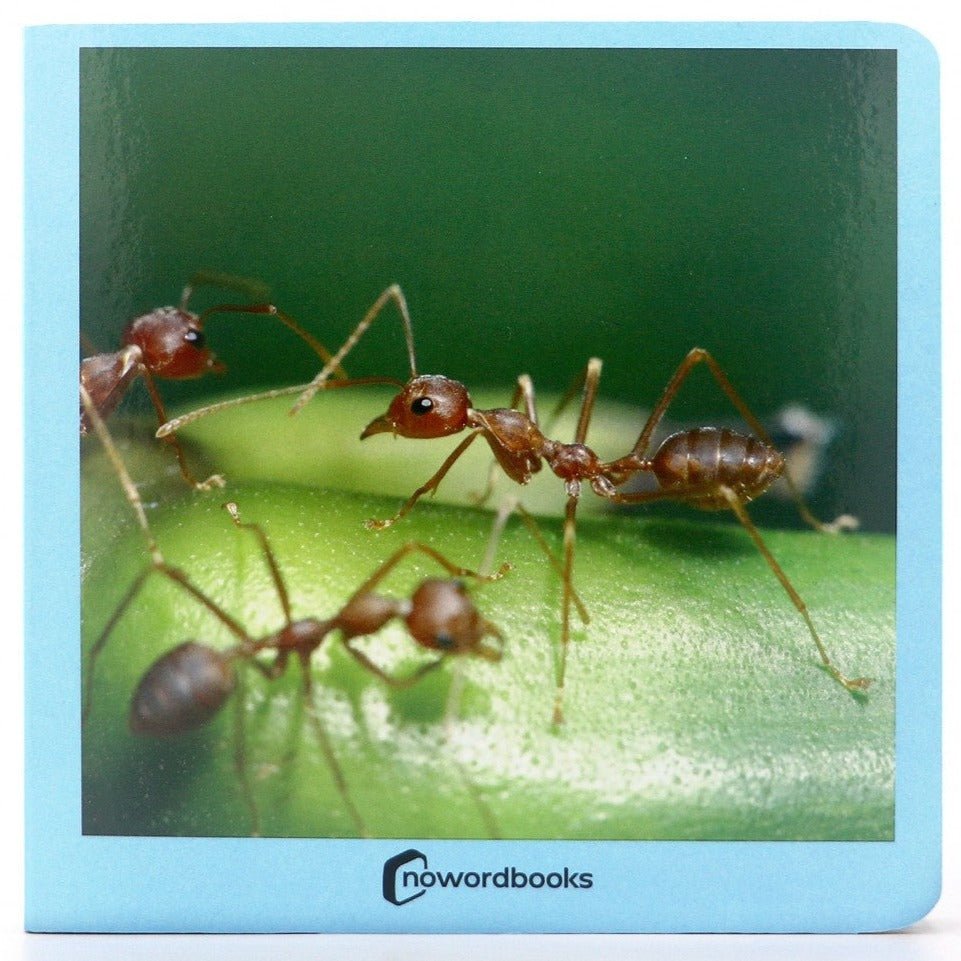 Libro de fotografías Nowordbooks · Animalitos - La Chata Merengüela