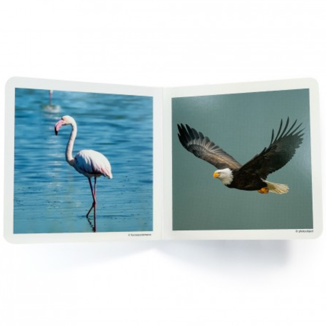 Libro de fotografías Nowordbooks · aves