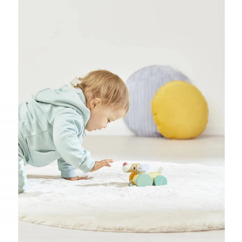 Perro ZIGOLOS para pasear