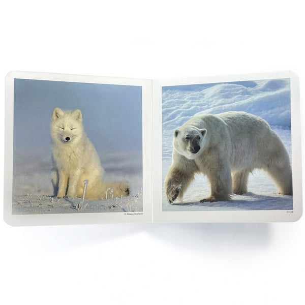 Libro de fotografías Nowordbooks · Animales Polares - La Chata Merengüela