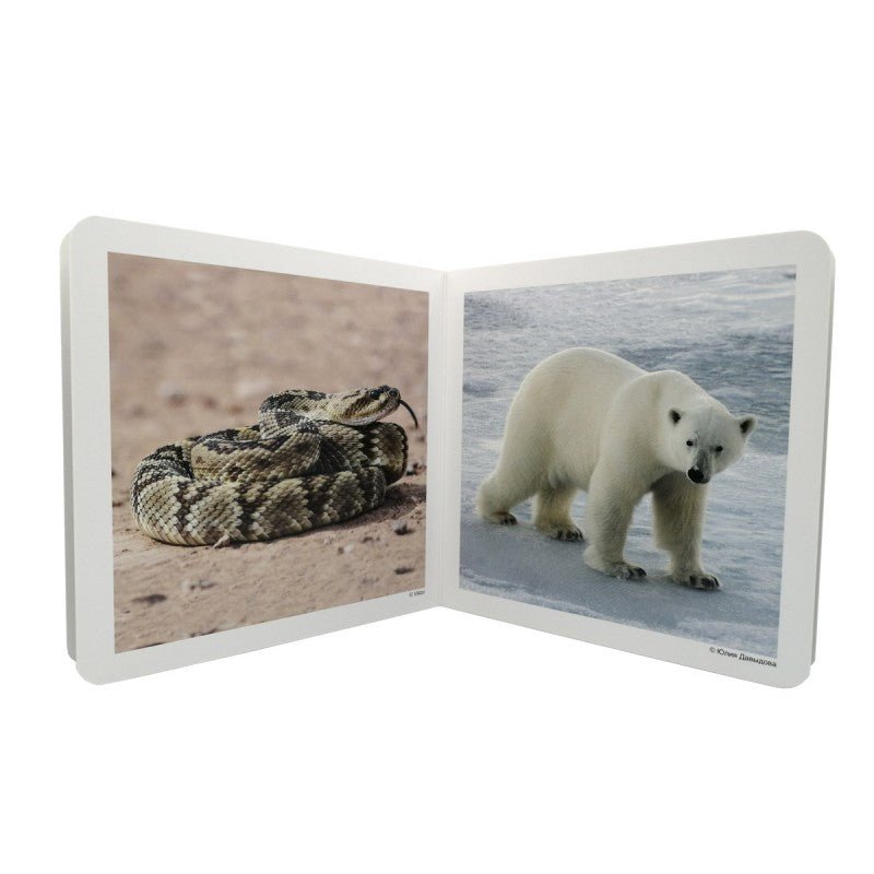 Libro de fotografías Nowordbooks · Animales salvajes 2 - La Chata Merengüela