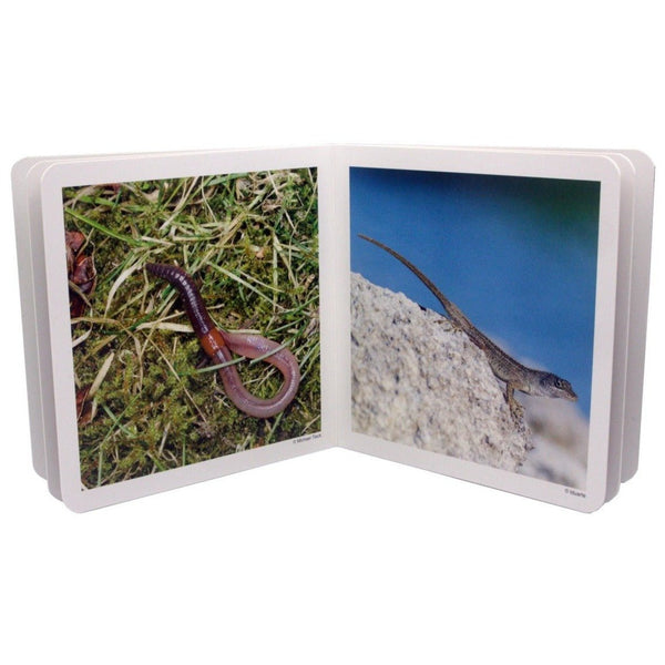 Libro de fotografías Nowordbooks · Animalitos - La Chata Merengüela